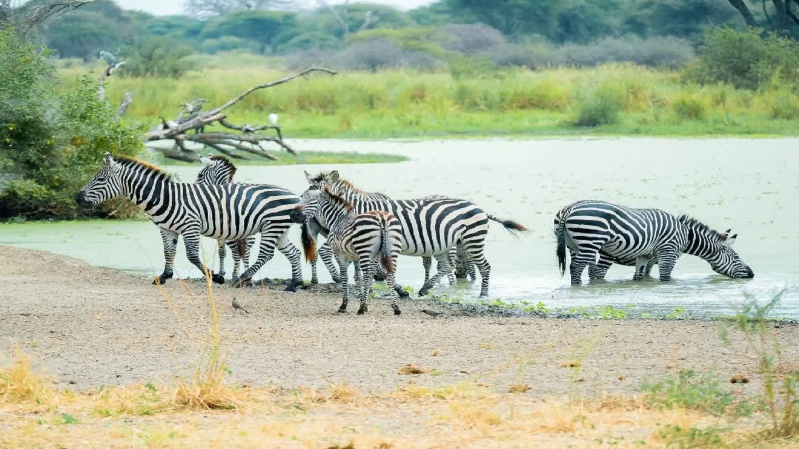 Serengeti, Tanzania
