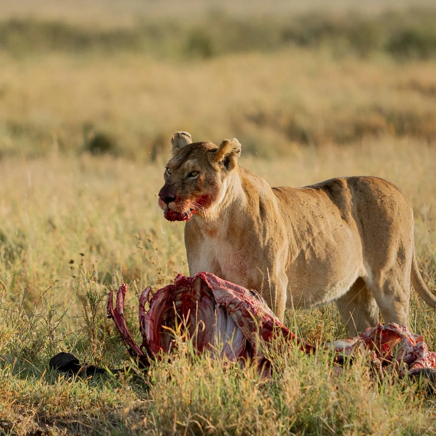 Serengeti, Tanzania