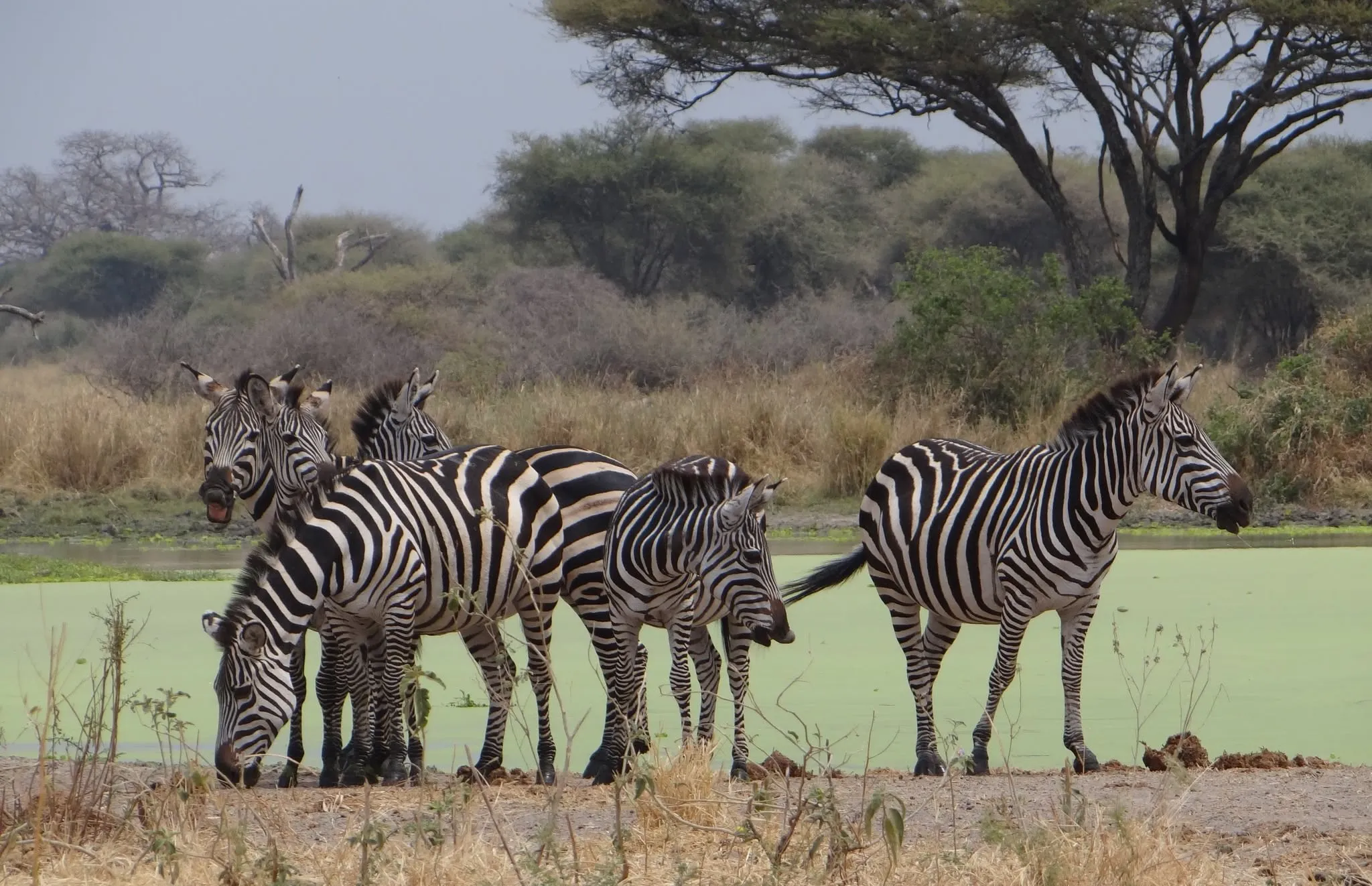 Serengeti, Tanzania