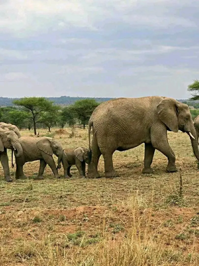 Serengeti, Tanzania