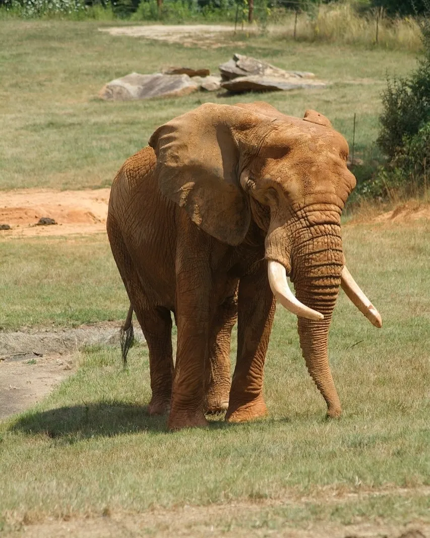 Serengeti, Tanzania