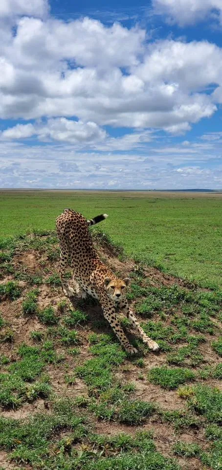 Serengeti, Tanzania