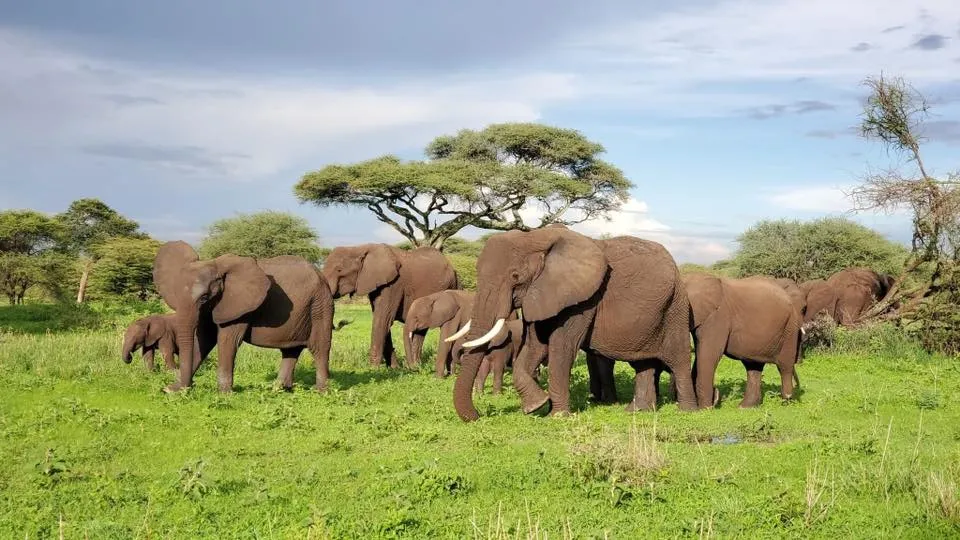 Serengeti, Tanzania