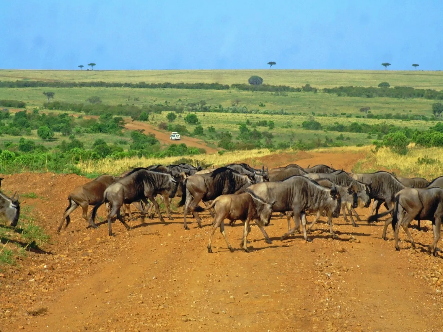 Serengeti, Tanzania