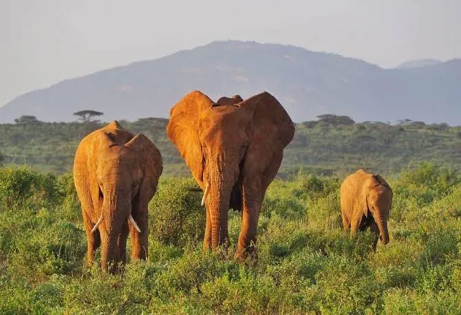 Serengeti, Tanzania