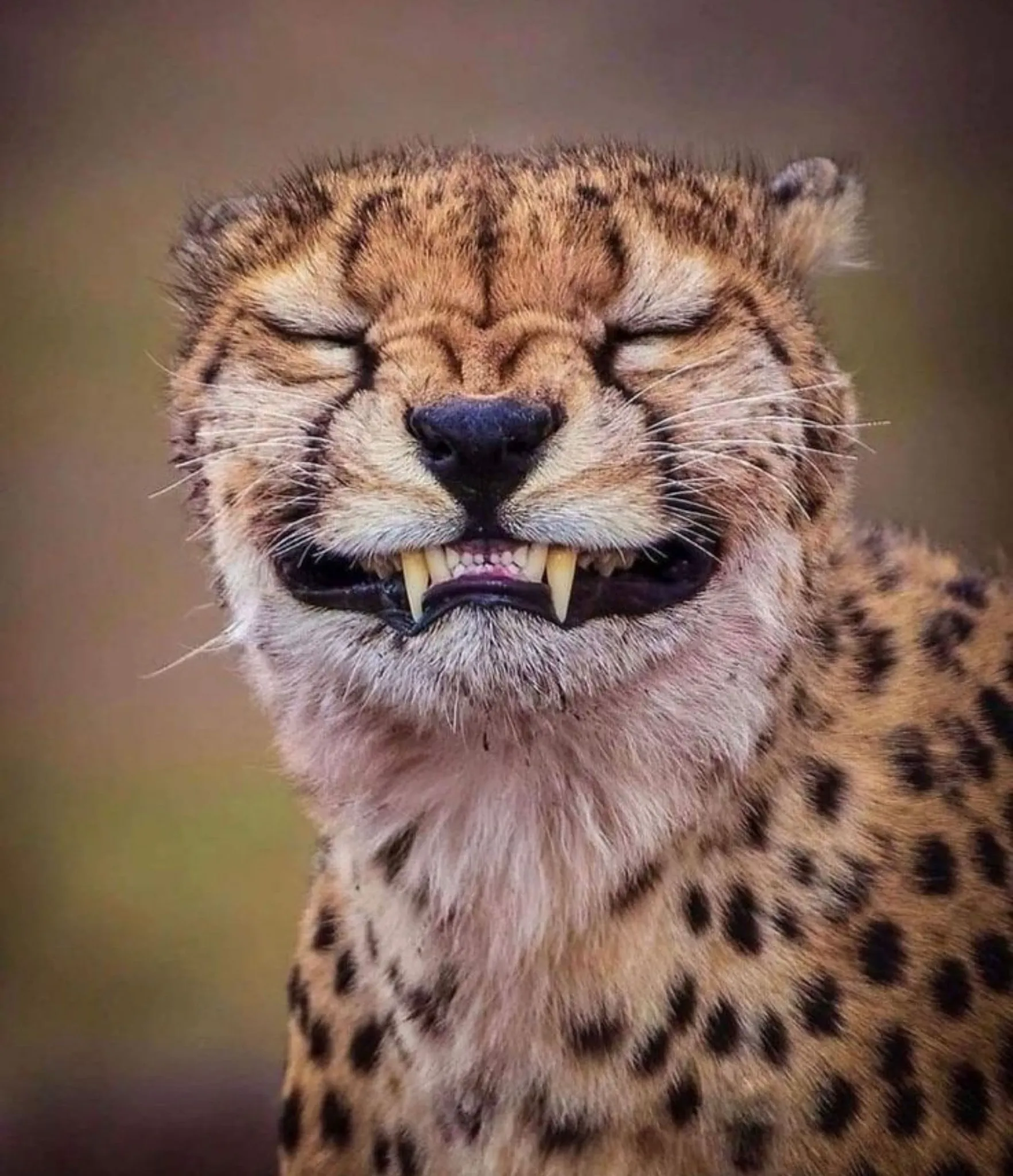 Serengeti, Tanzania