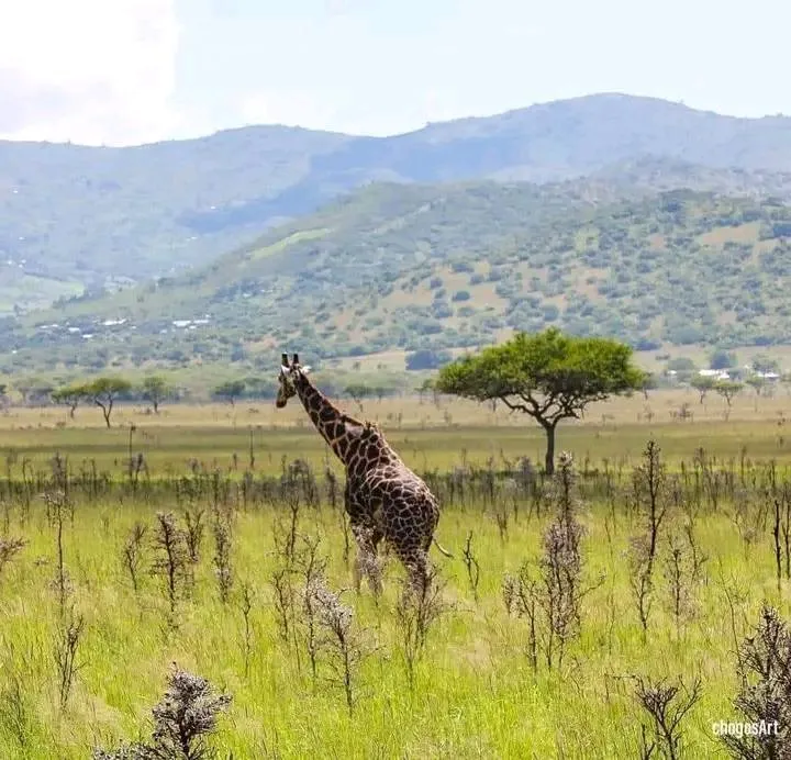 Serengeti, Tanzania